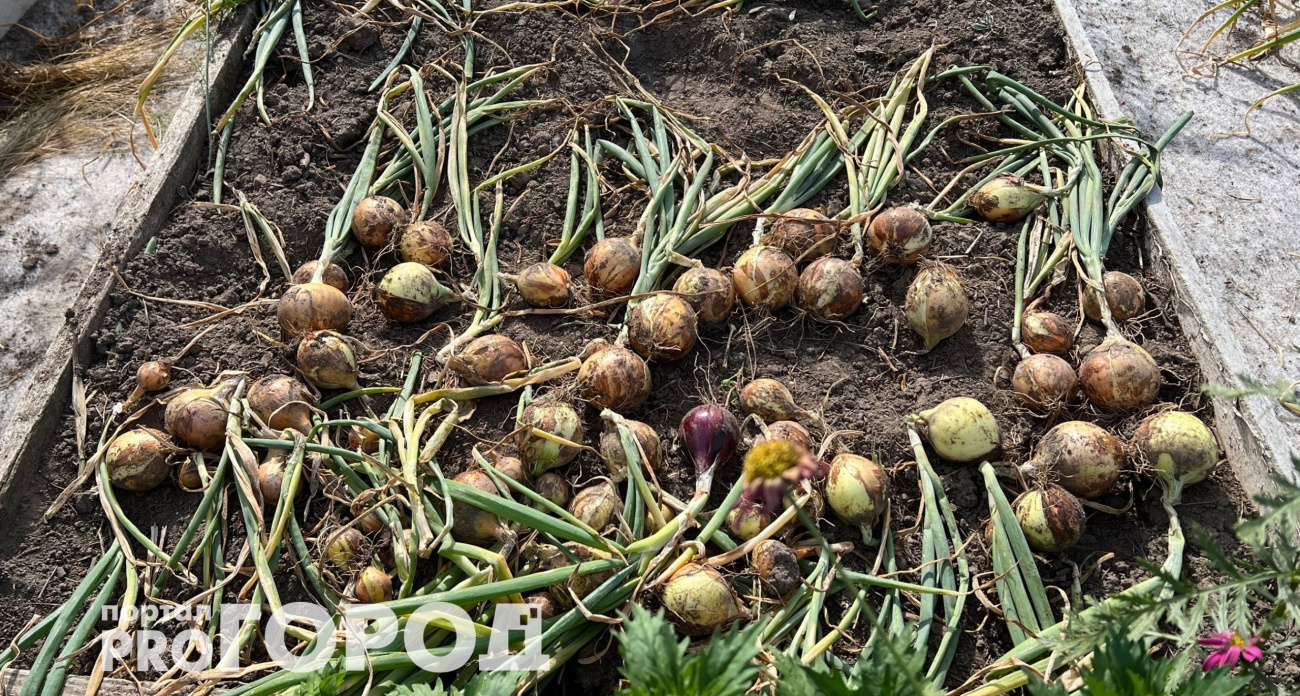 Дело не в уборке: агроном раскрыл главную ошибку при хранении лука - сгниет половина урожая