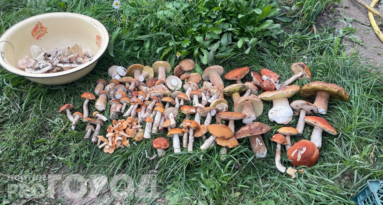 Грибники не собирают, а зря: родственник рыжика - мясистый и вкусный 