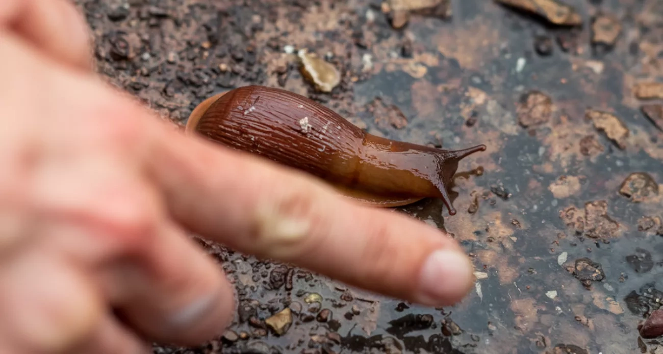 Борьба со слизнями в огороде и смертельное ДТП в Кугеси: главные новости за 5 августа в Чебоксарах