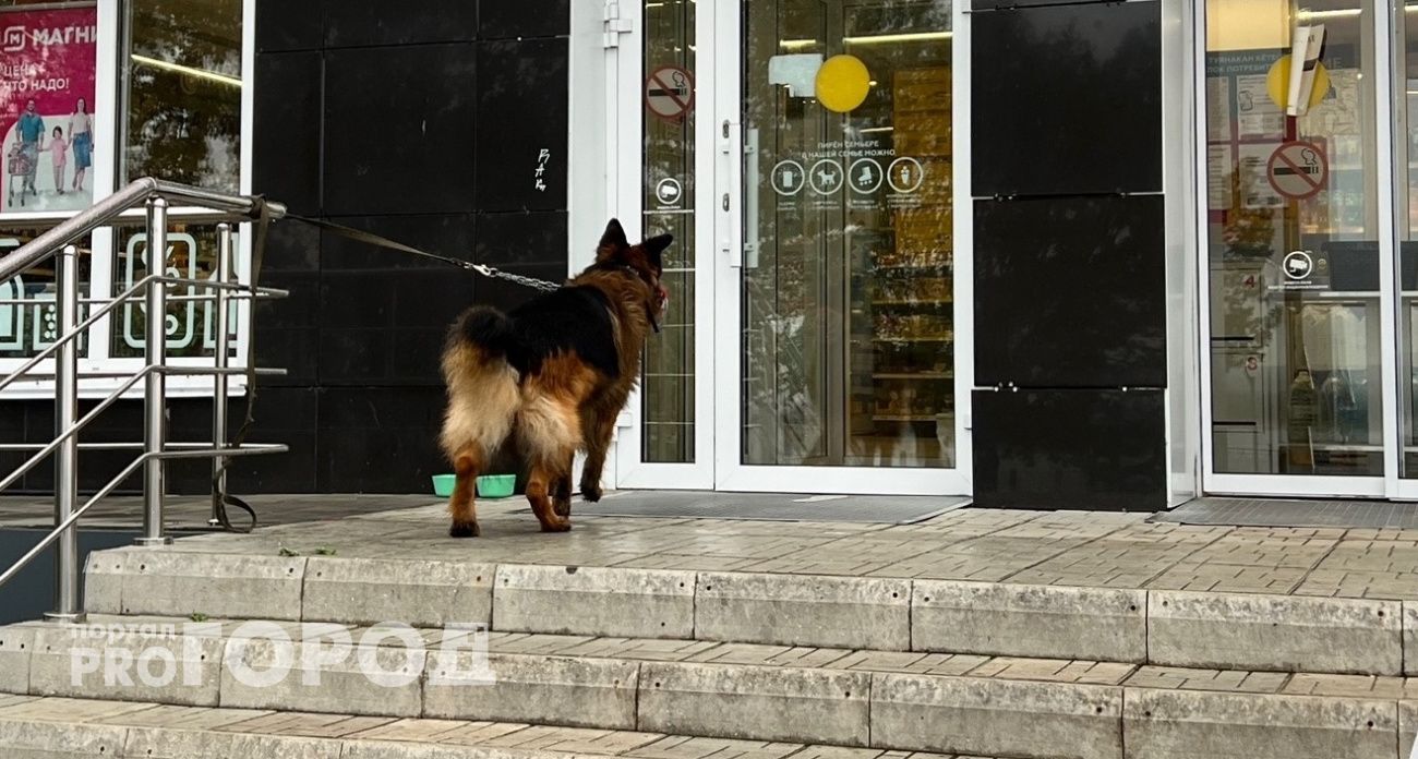В Чебоксарах агрессивная овчарка накинулась на вооруженного полицейского