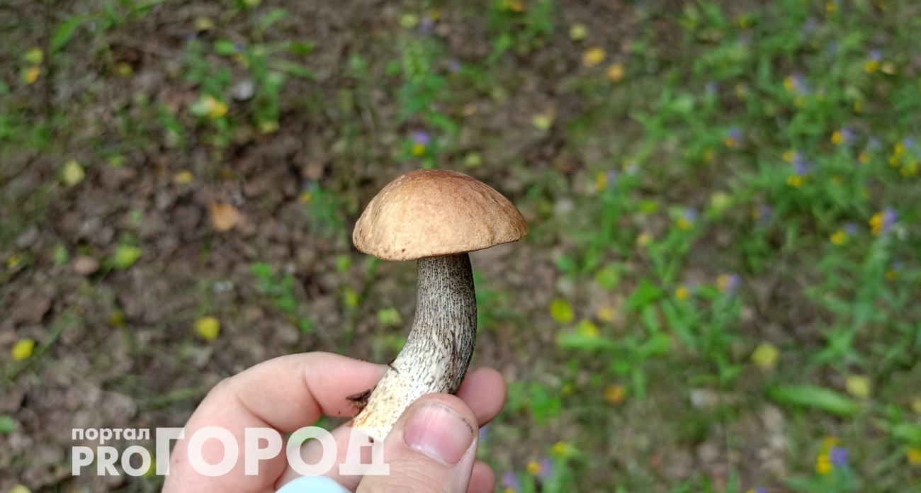 Не белые и не лисички: ученые назвали самый полезный гриб - лучший помощник для организма