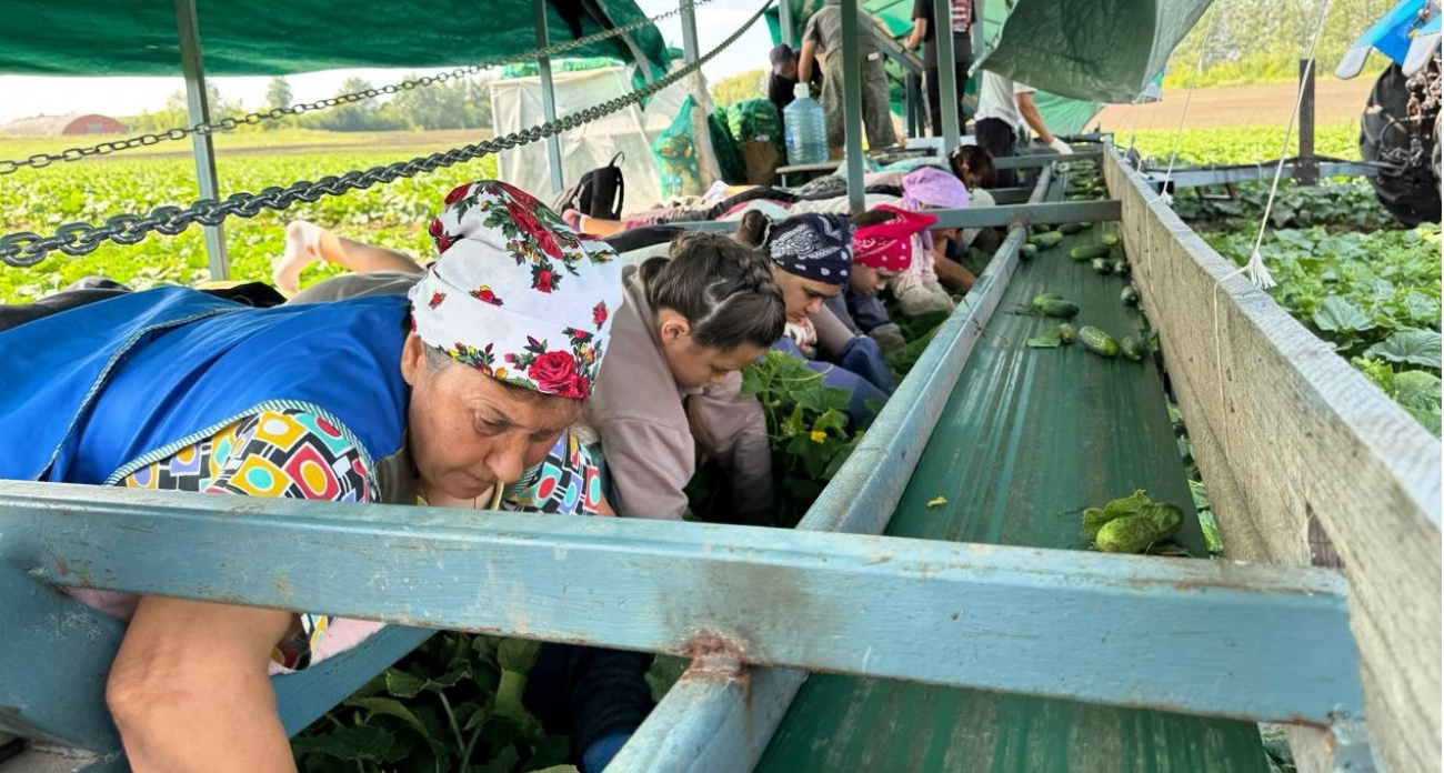 На семейной ферме в Чувашии собирают огурцы, лежа на "парящих матрасах"
