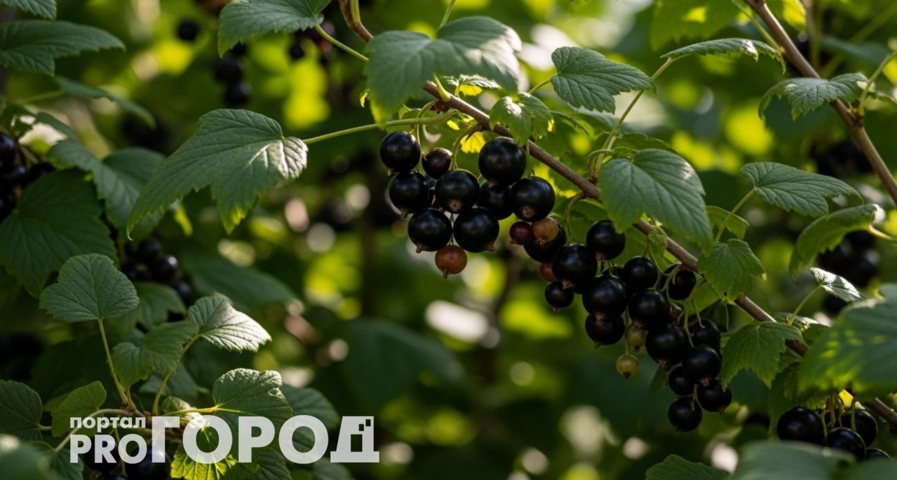 Ветки будут ломиться от ягод: органика в августе сделает черную смородину жирной и крупной 