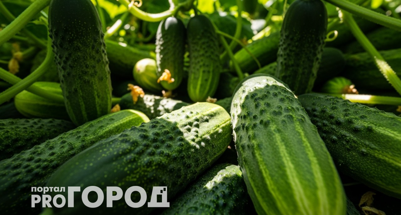 Опытные дачники держат это в секрете: самый действенный способ продлить плодоношение огурцам до морозов