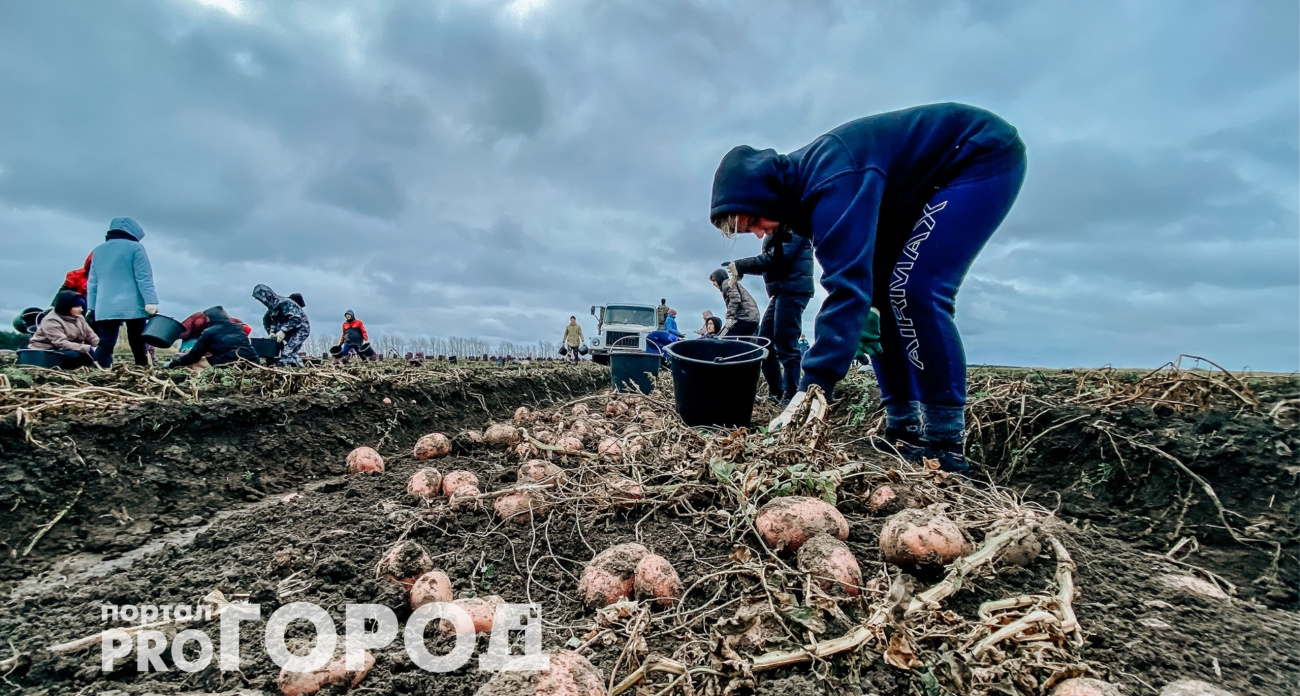 Навоз больше не понадобится: урожай стабильно растет в 2,5 раза благодаря этому сидерату