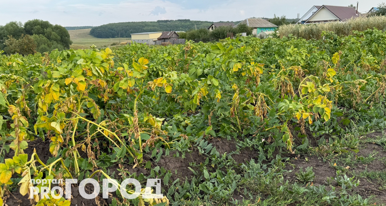 Сжигаю ботву картофеля 15 августа – получаю чистые грядки: знакомый агроном оказался прав насчет вредителей