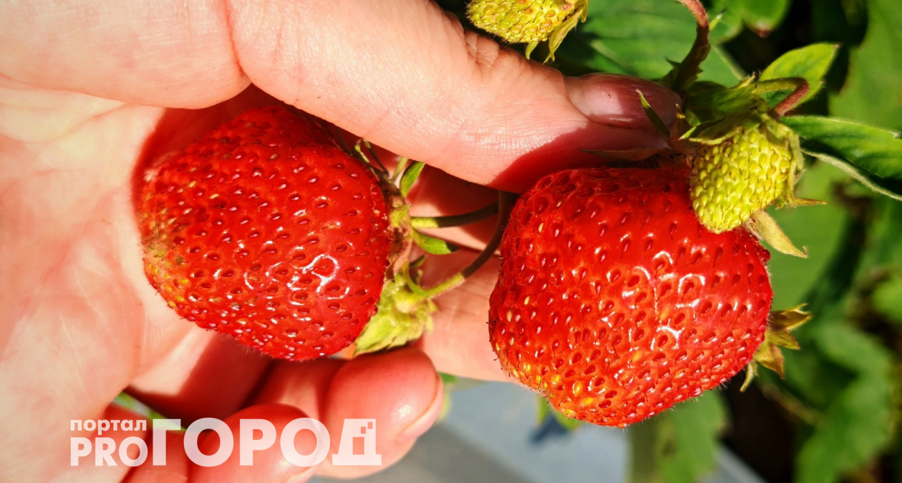 Клубника не испортится еще 2 года: легкий способ заготовки без сахара 