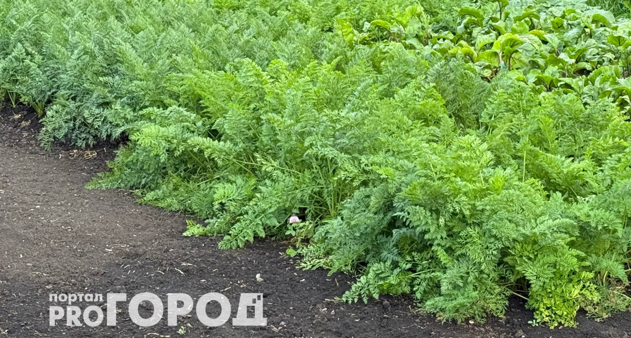 Сажаю в последний момент и радуюсь пышному урожаю: что посеять в августе на грядках