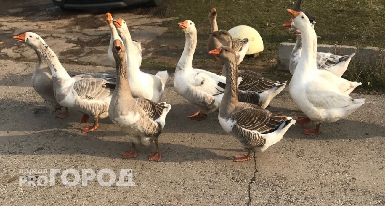 Уникальных чувашских гусей могут начать поставлять в Ульяновскую область