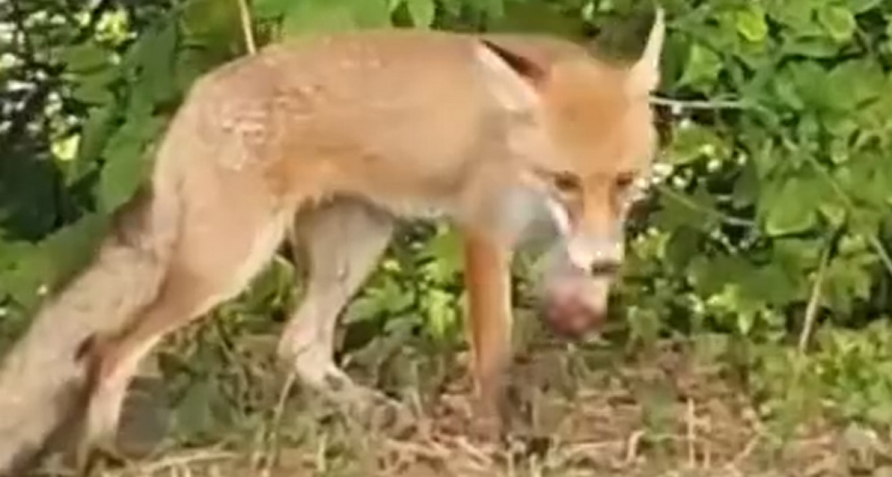 В одном из районов Чебоксар заметили искалеченную лису: у животного нет одной лапы