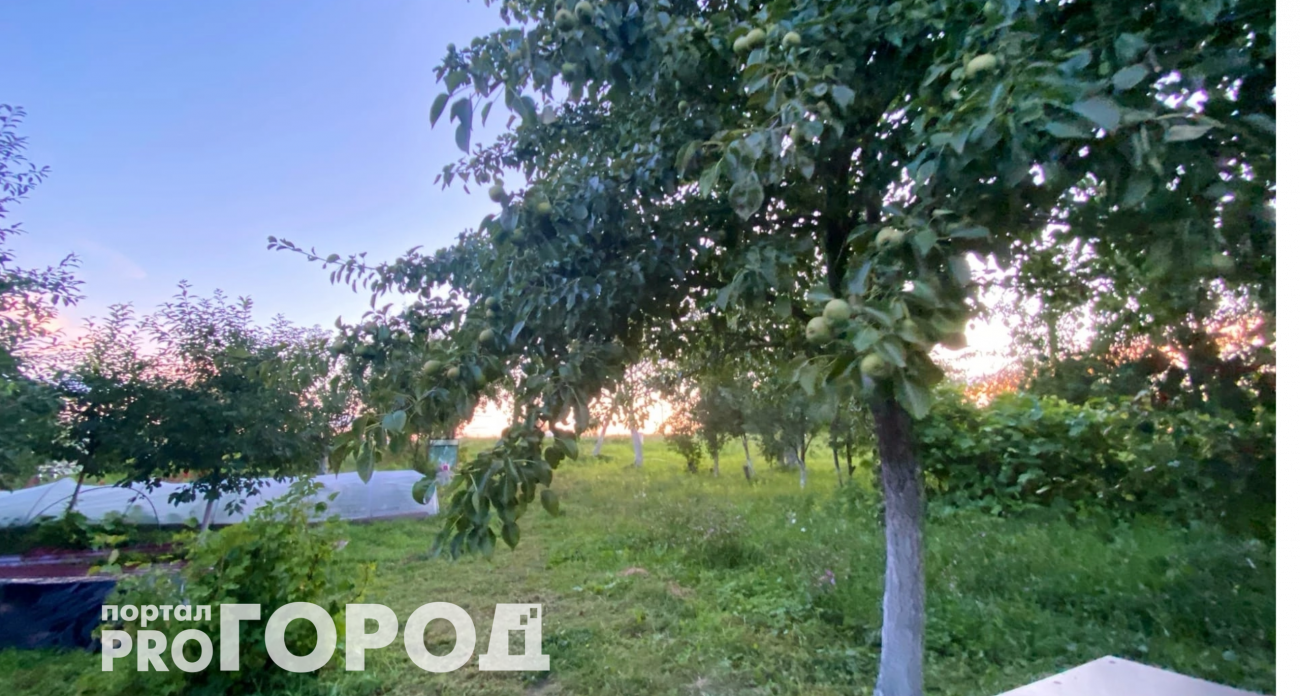 Падалица с яблонь и груш – не мусор, а клад: вы избавляетесь от "золота" для сада