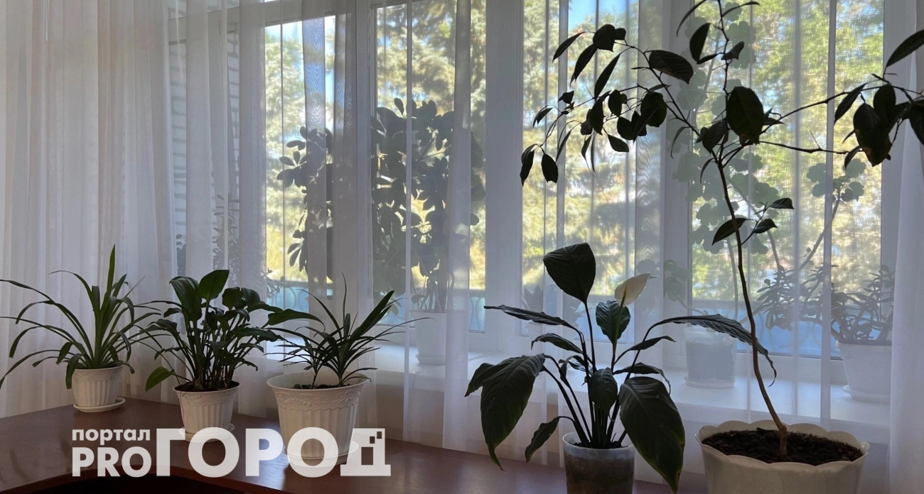 Высасывают все силы и здоровье: три растения-вампира, которые не стоит держать дома