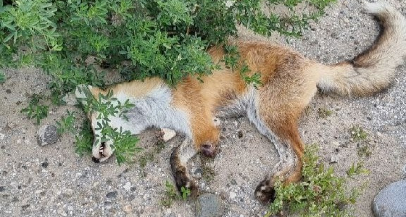 Покалеченную лису без одной лапы, которую несколько дней видели в Чебоксарах, волонтеры нашли мертвой