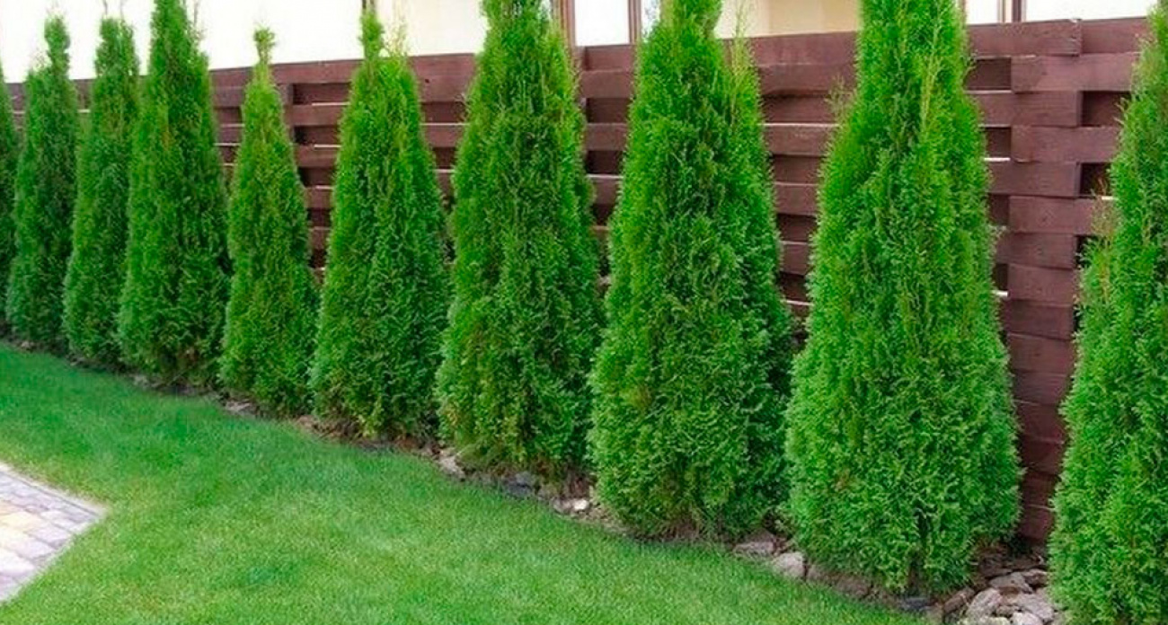 Живая изгородь на участке будет радовать много лет: 5 красивейших многолетников