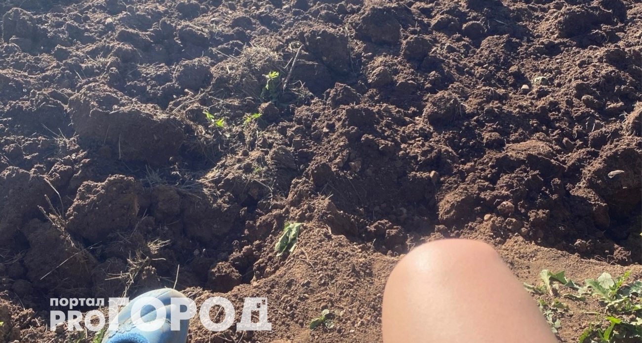 Не горчица и не фацелия: есть сидерат эффективнее — почва рыхлая, как после червей