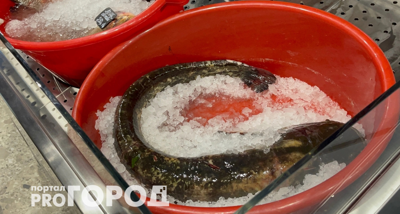 Названа самая питательная рыба: употребляйте дважды в неделю – богата селеном и фосфором