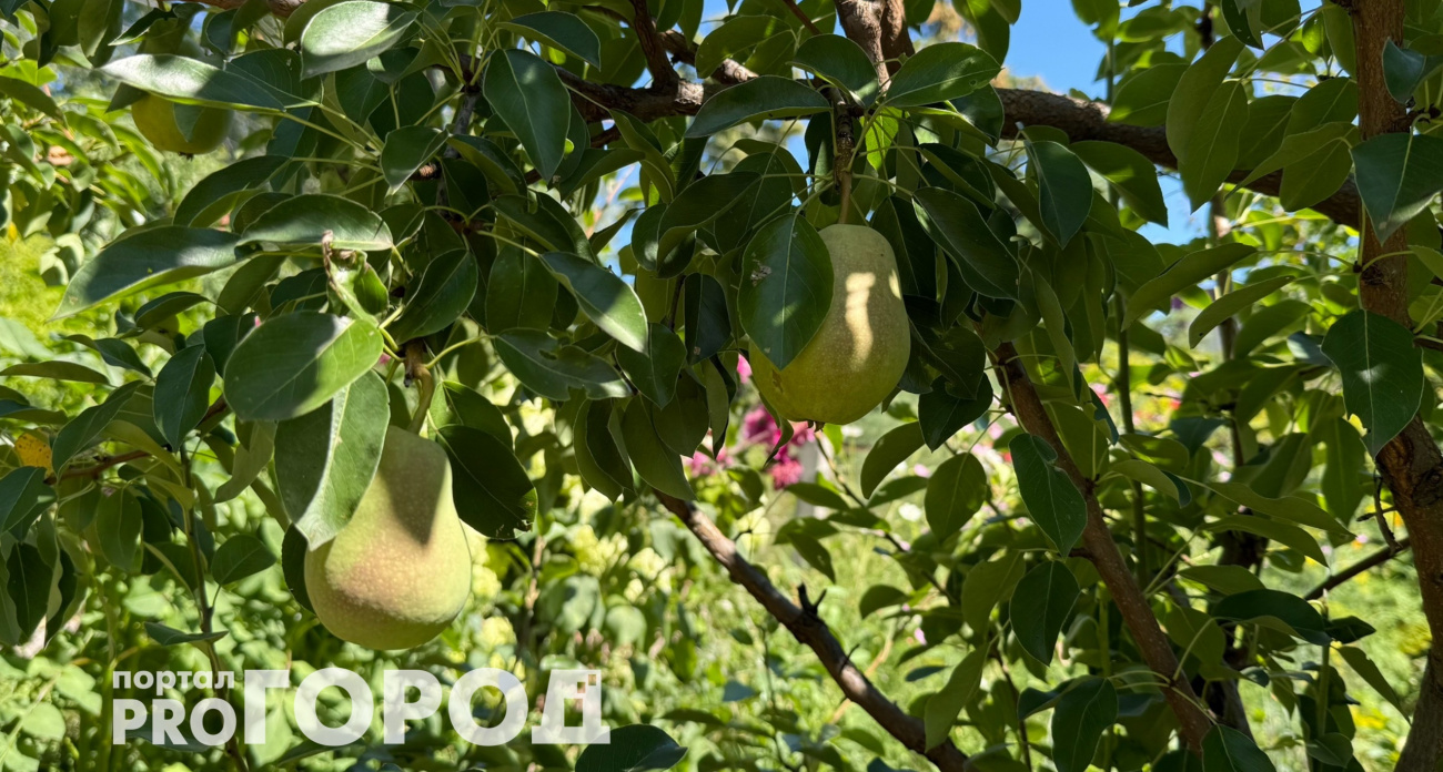 Шведы давно не ломают голову: вот как можно использовать излишки от яблок и груш