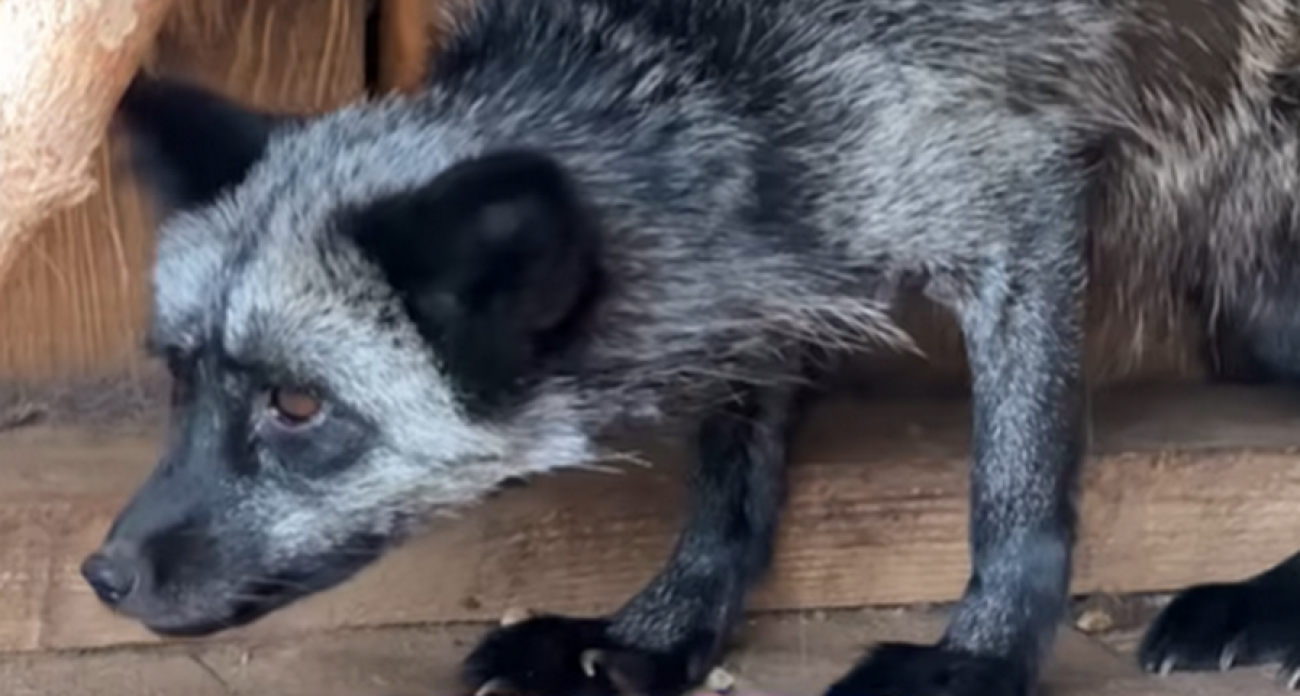 В чебоксарском зооуголке ответили на заявления горожан о застрявшей между прутьями черной лисе