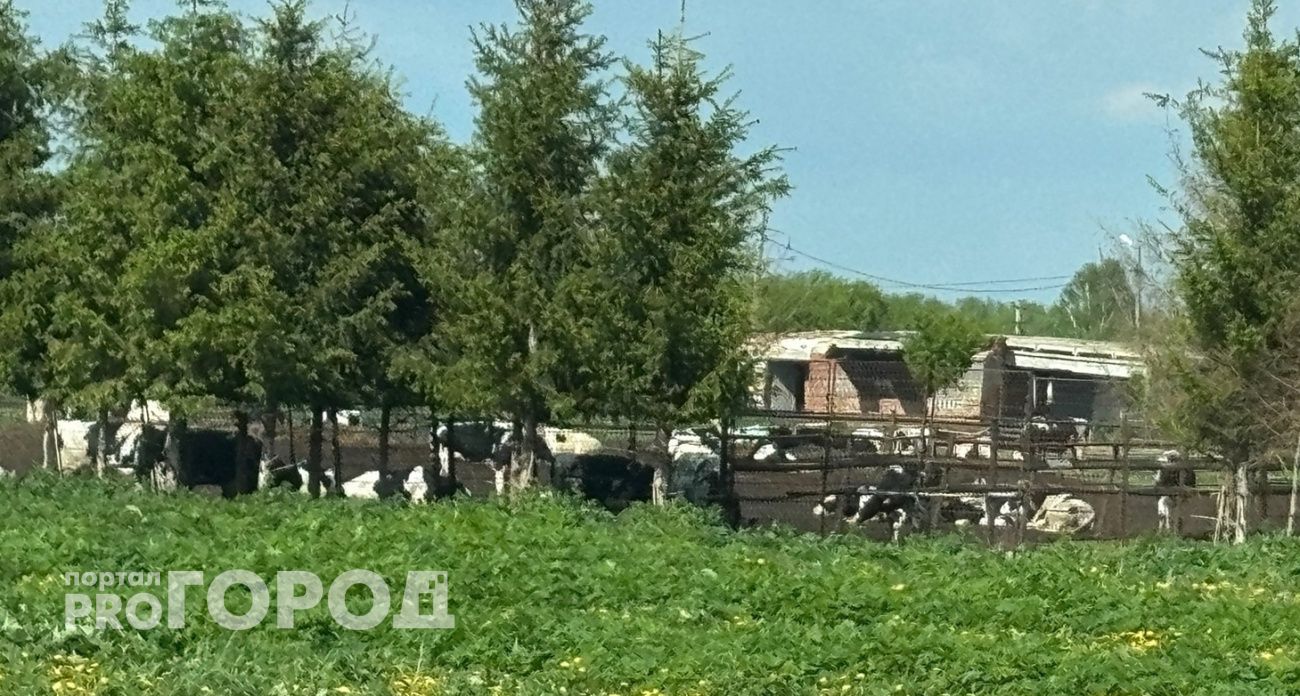 Ветврач сквозь пальцы осматривала коров перед убоем за взятку в Батыревском районе