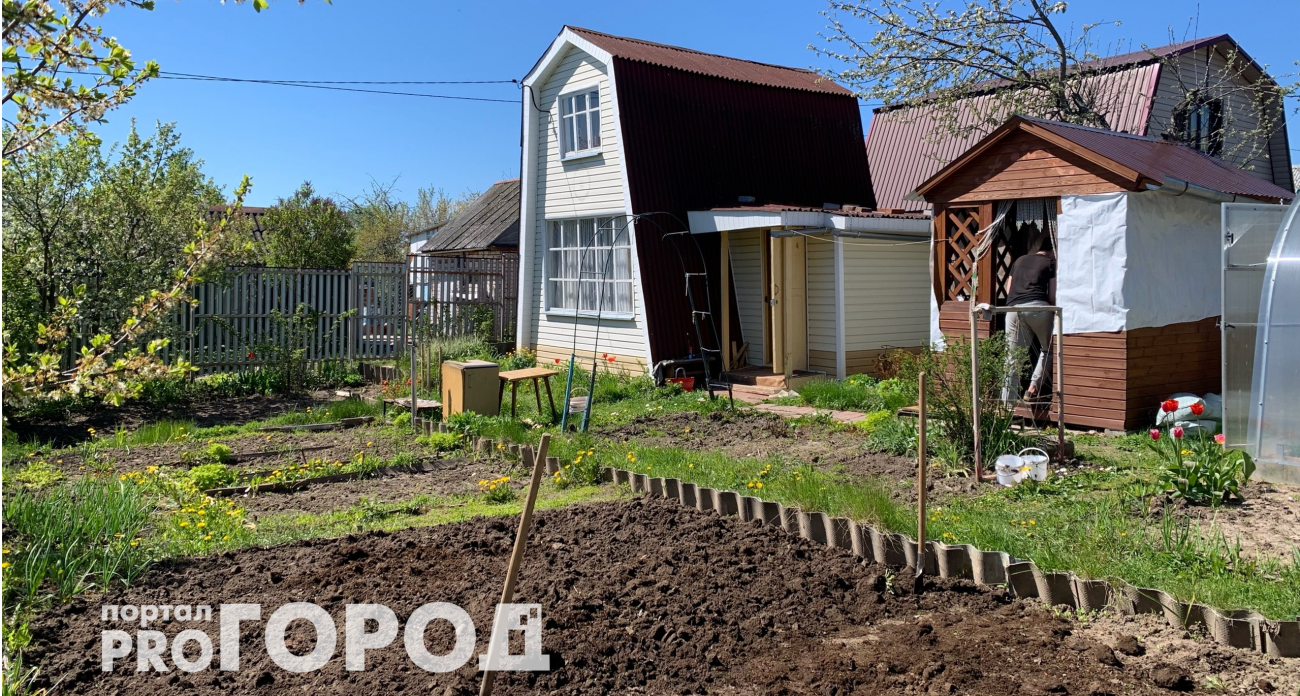 Забудьте про горчицу и фацелию: этот сидерат делает почву в разы рыхлее червей и плодороднее любых удобрений