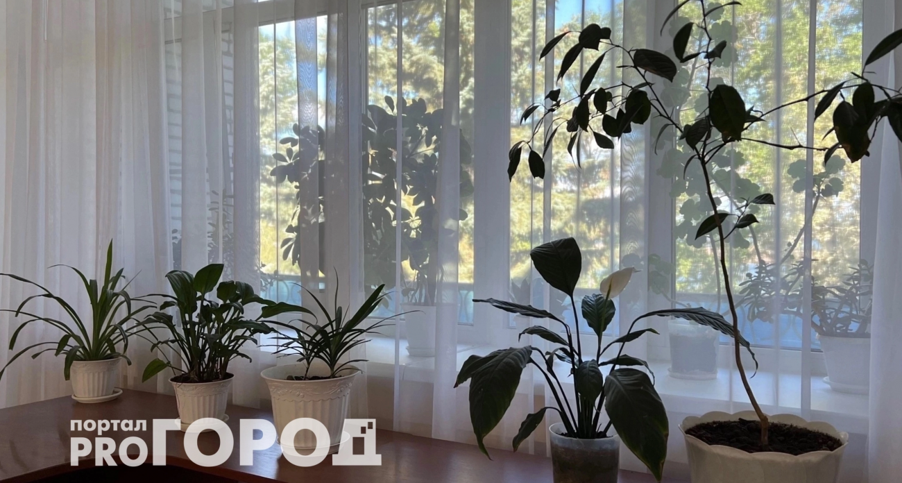 Высасывают все силы и здоровье: три растения-вампира, которые не стоит держать дома