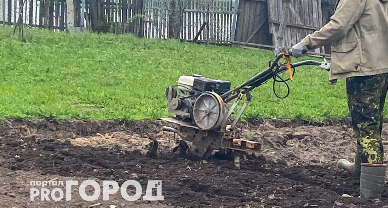 Забудьте про горчицу и фацелию: этот сидерат делает почву в разы рыхлее червей и плодороднее любых удобрений