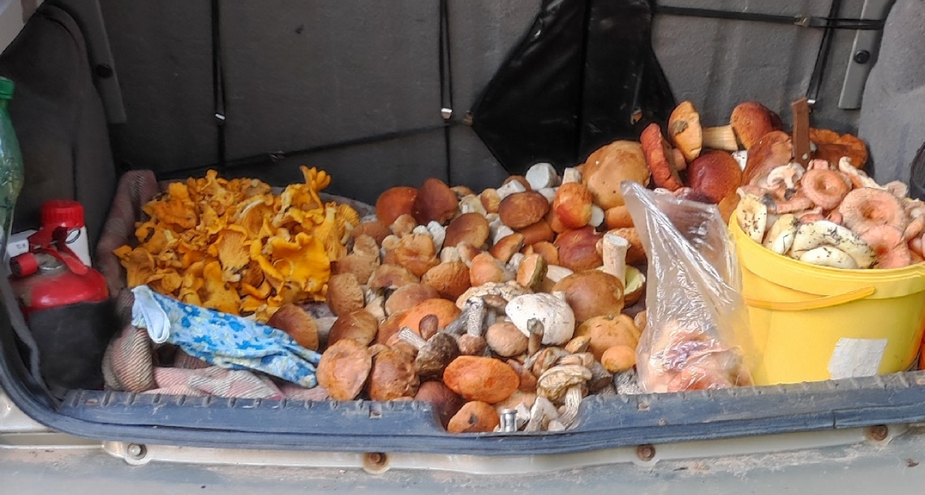 В Чувашии начался пик грибного сезона: благородные грибы несут из лесов корзинами и ведрами