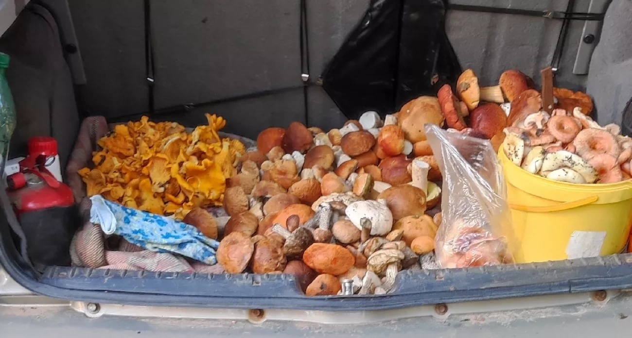 Пик грибного сезона и проблемы с валидаторами троллейбусов: главные новости за 3 сентября в Чебоксарах