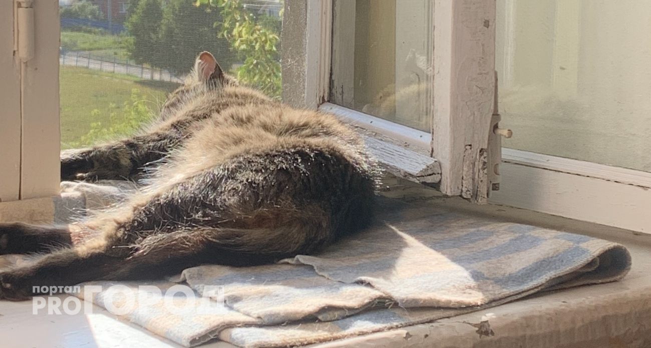 Чебоксарка зарегистрировала в своих квартирах девять иностранцев: за каждого брала пять тысяч