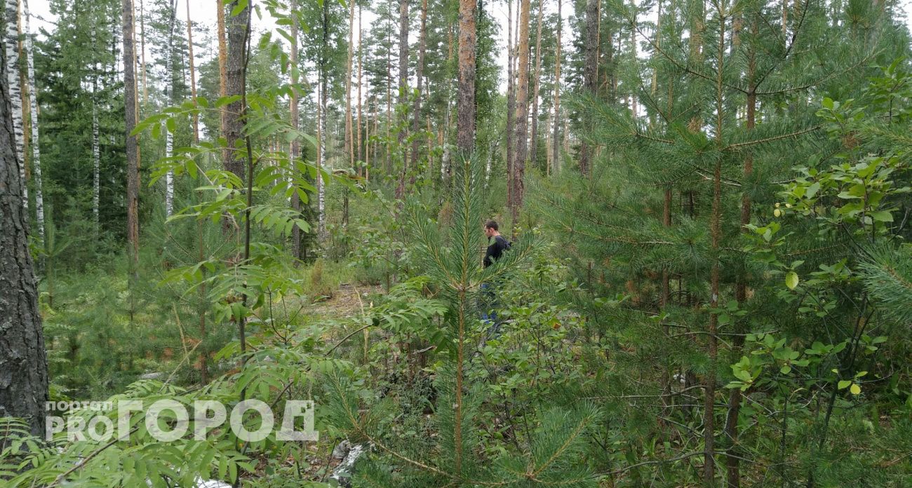 В Чувашии шесть грибников отправились на тихую охоту и заблудились в лесу 