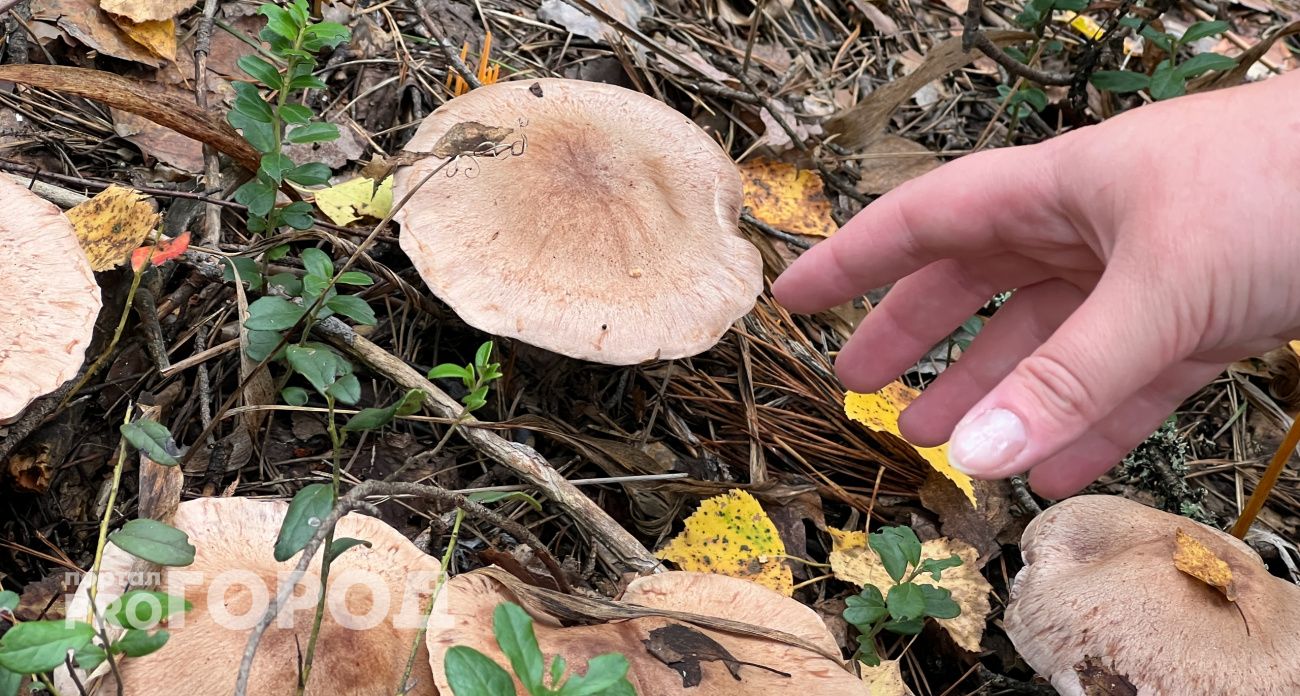 Отправившаяся по грибы 80-летняя жительница Чувашии два дня проблуждала в лесу