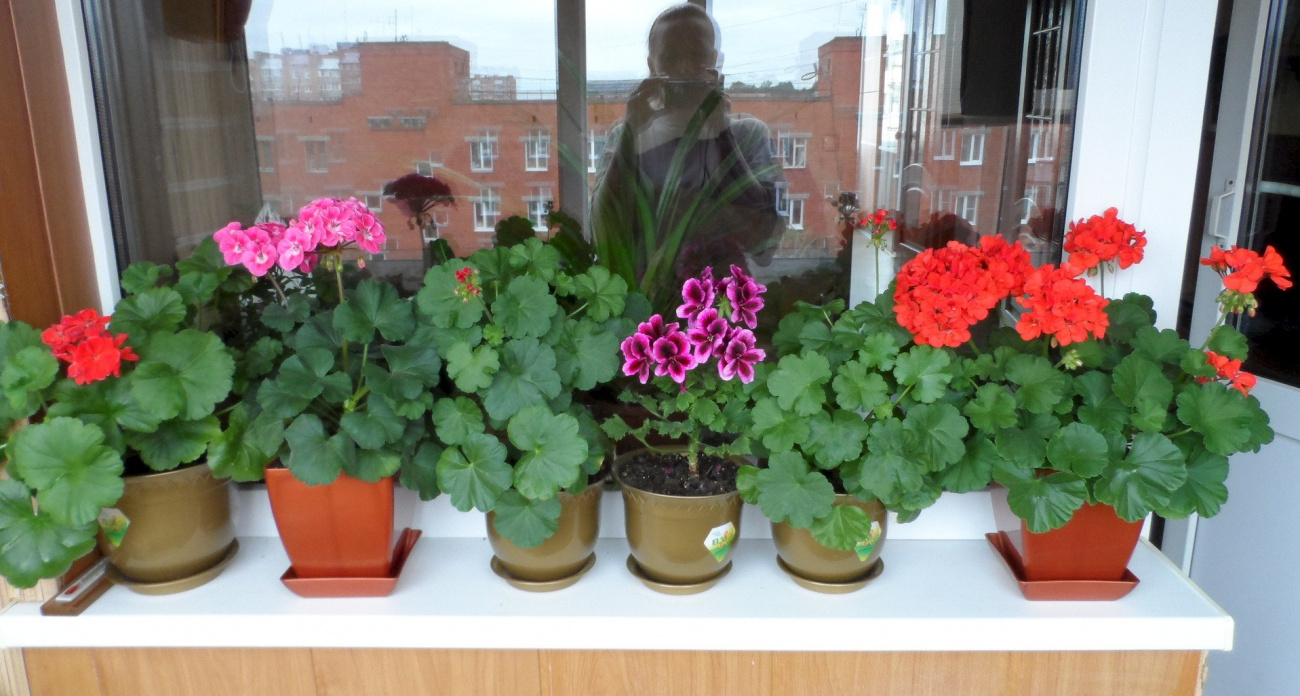 Всегда держу герань на подоконнике: вся семья больше не болеет – помогает не только при ОРВИ