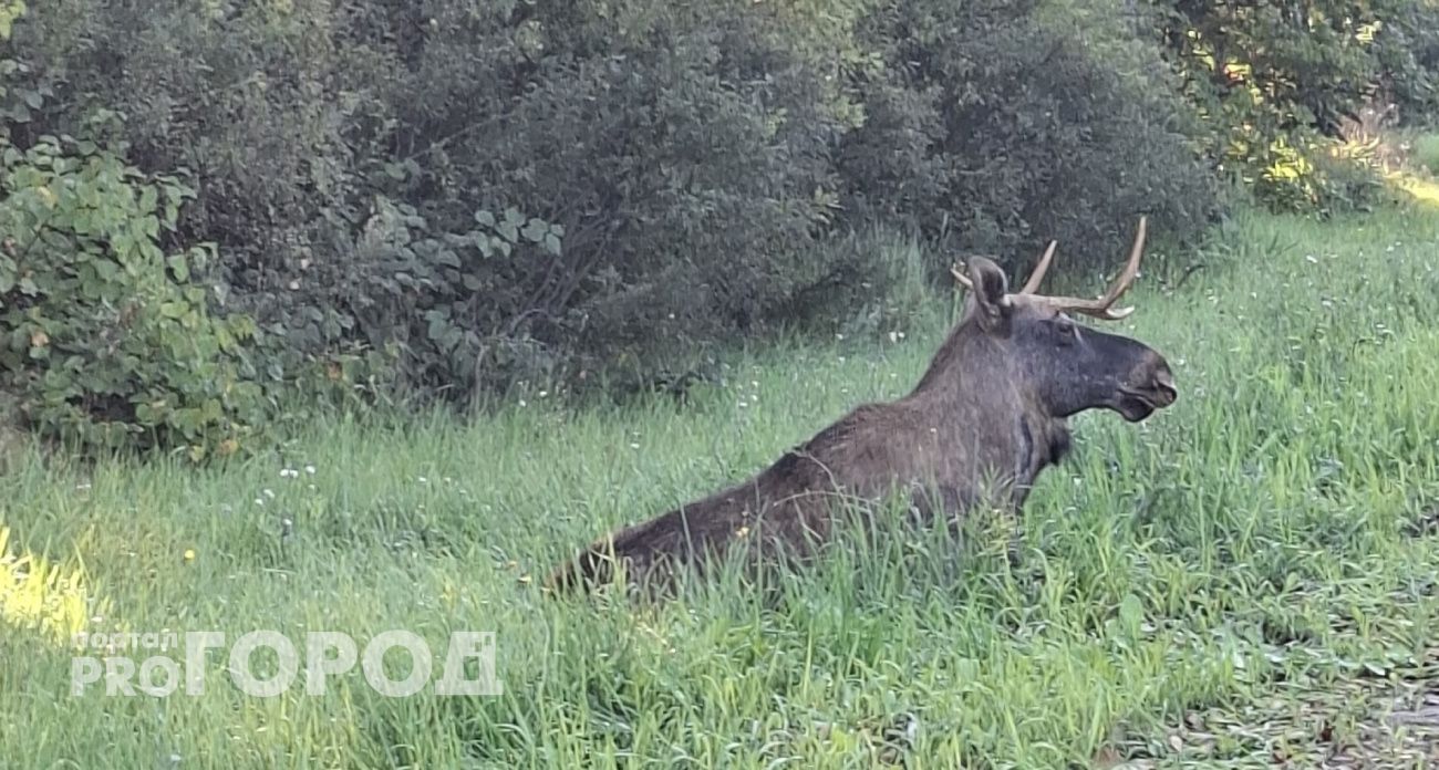 В Минприроды Чувашии объяснили, почему сбитый машиной лось несколько часов лежал у дороги и не мог уйти