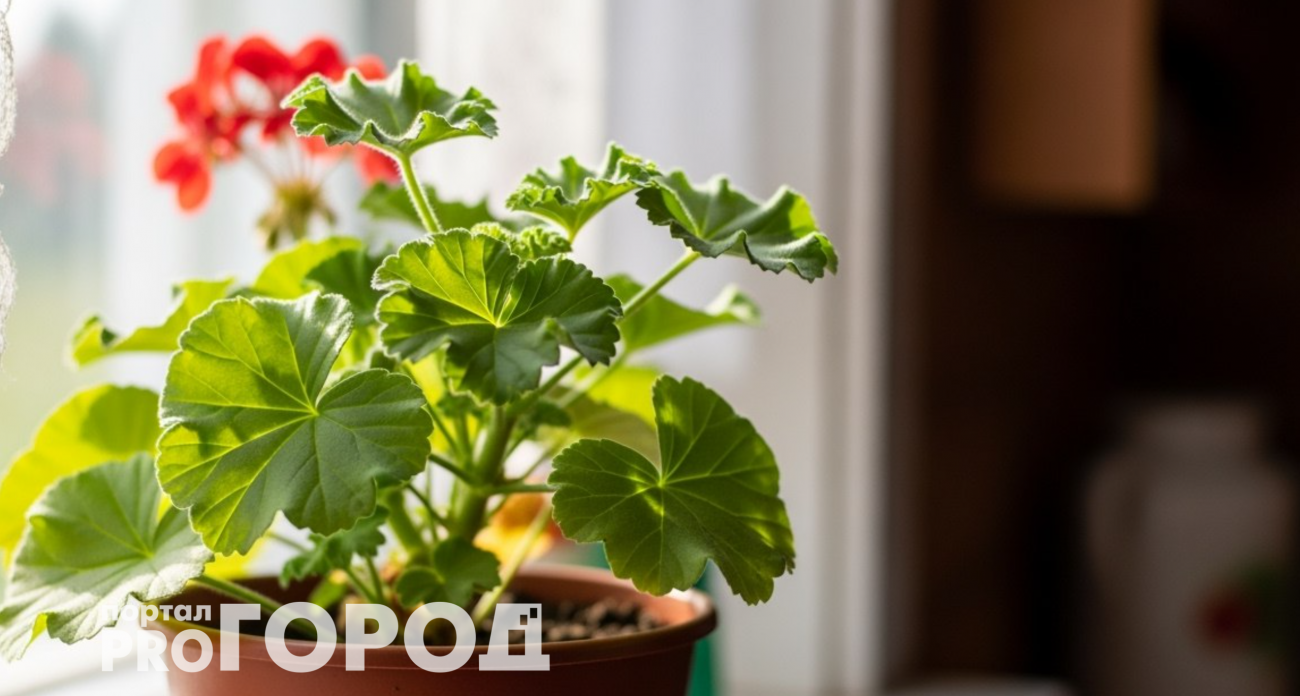 Мошкара больше не мешает: избавиться раз и навсегда помогает запах герани – сам цветок в горшке не понадобится