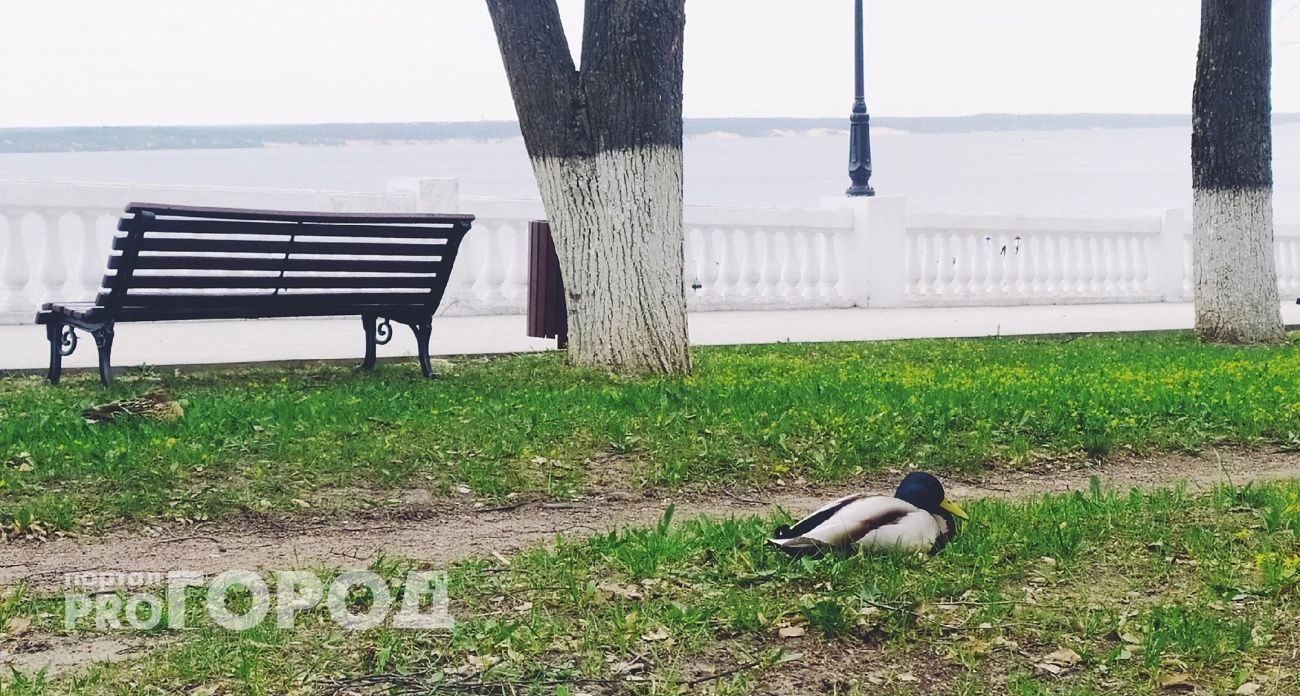 Днем жарко, а ночью заморозки: погода в Чувашии на пятницу