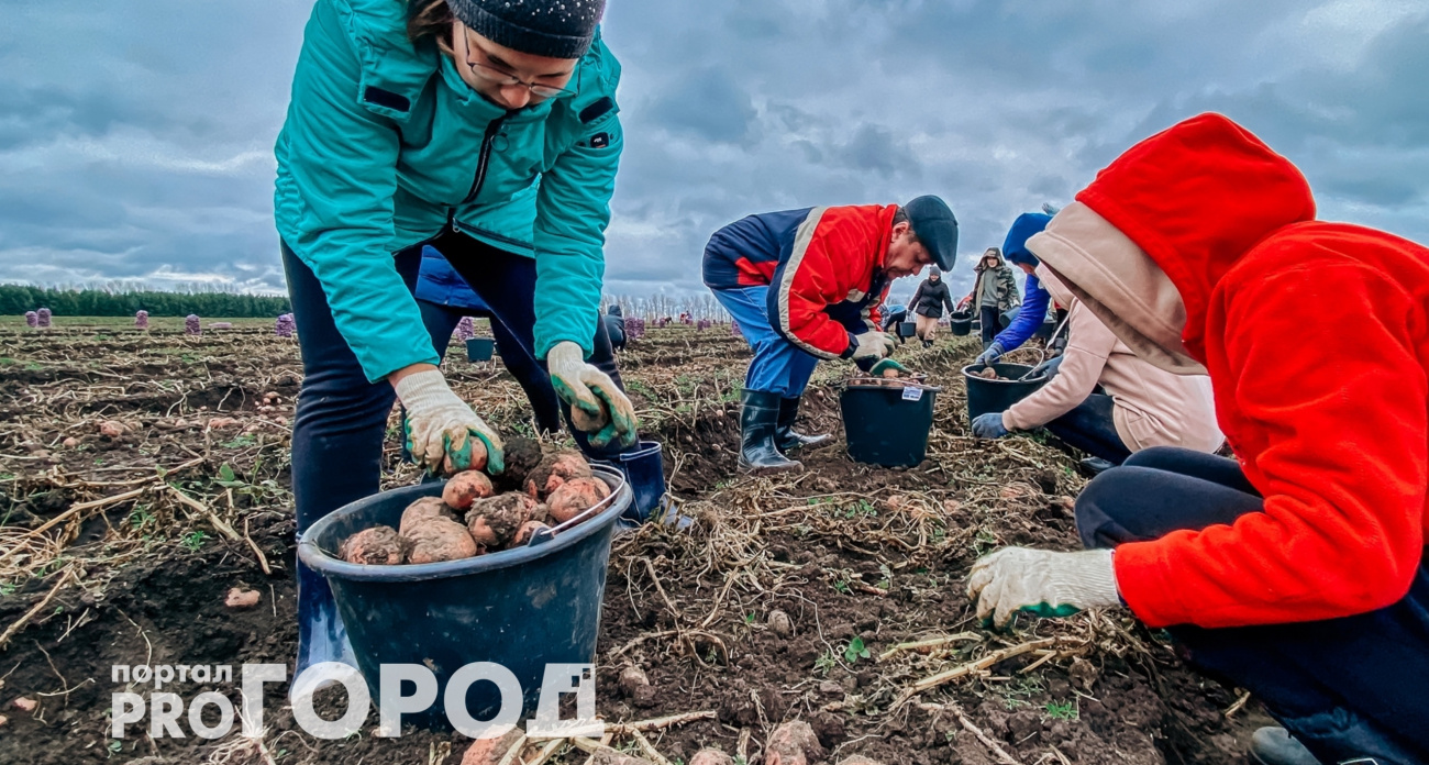 Картофель в погреб не спускаю: знаю один более эффективный способ – не гниет и не прорастает
