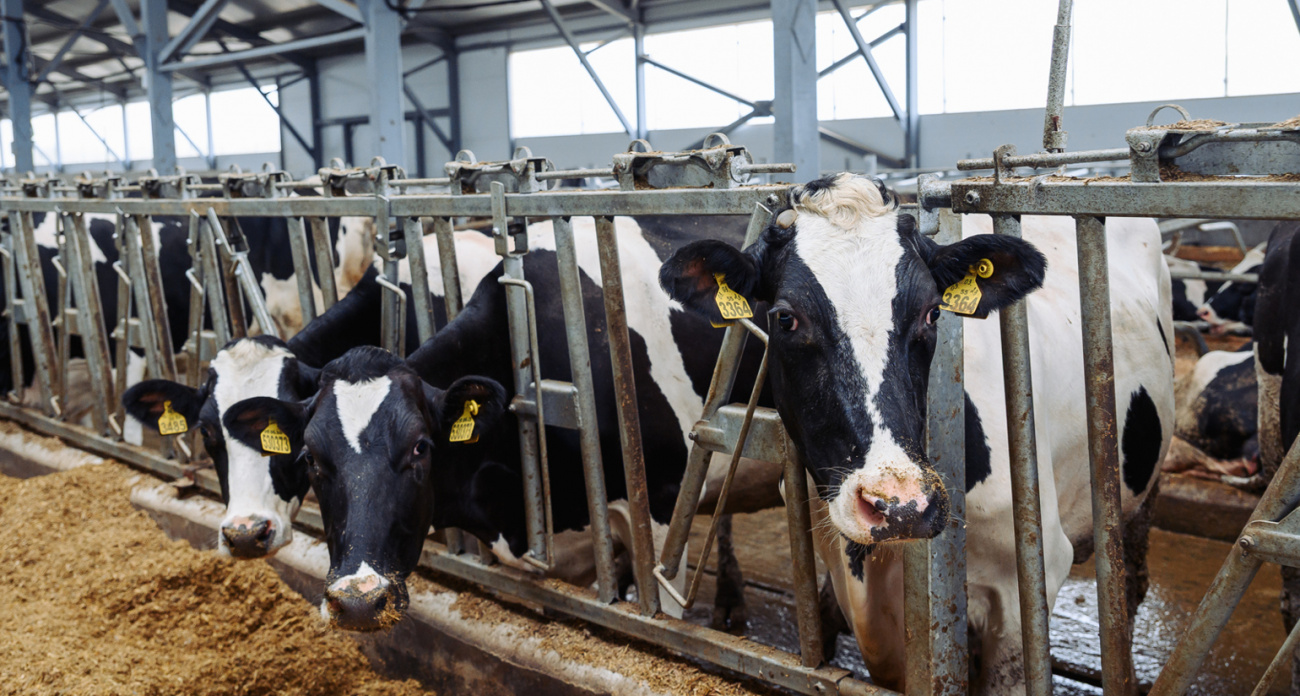 В Чувашии строят огромную молочную ферму за два миллиарда рублей