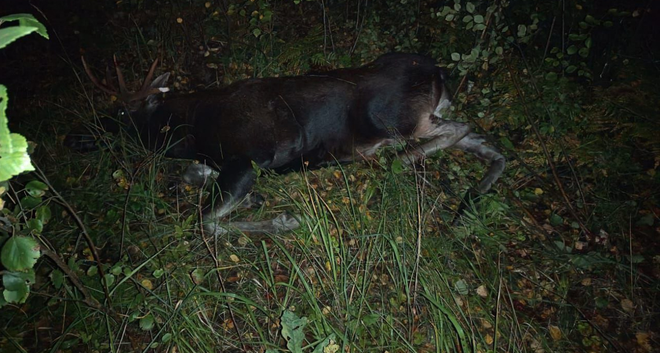 Специалисты объяснили, почему лоси стали чаще выбегать на дороги Чувашии и как избежать рисков