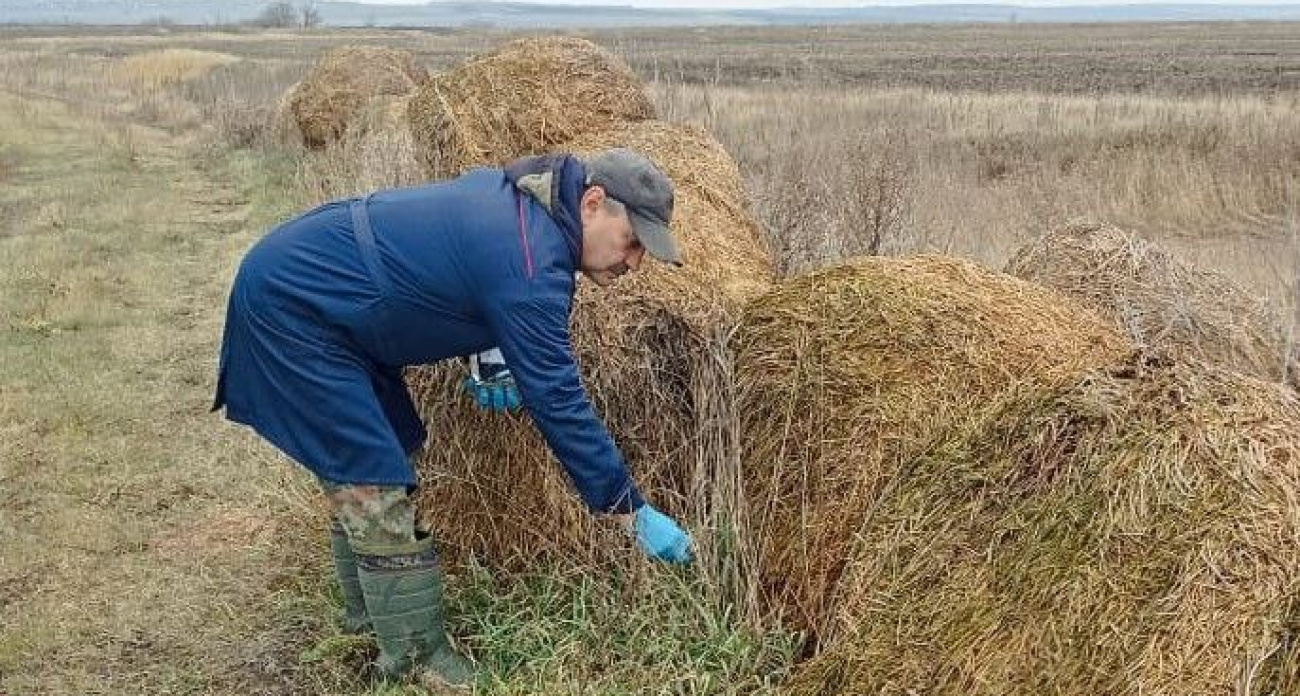 По полям и лесам Чувашии разложат более 50 тысяч вакцин от бешенства 