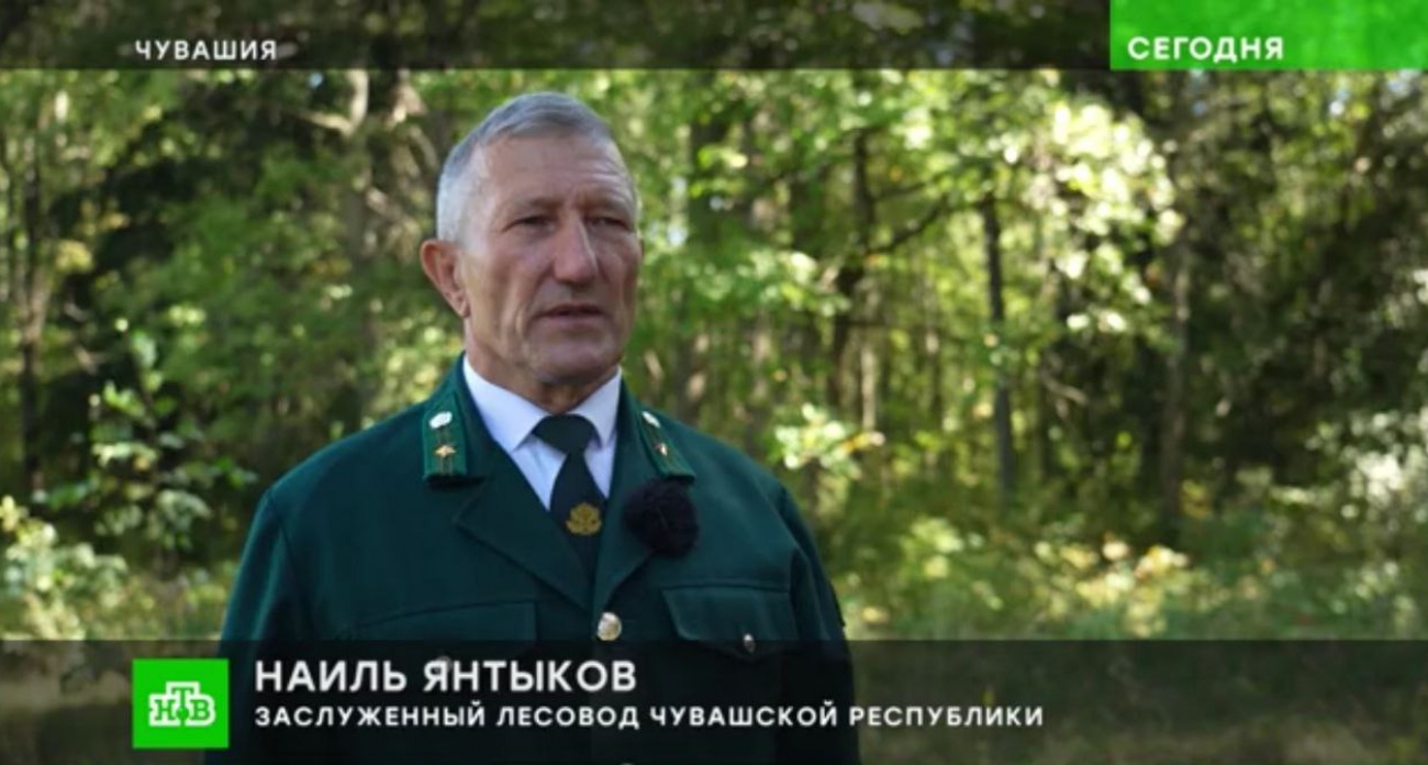 Лесник из Чувашии рассказал журналистам "НТВ" о положении дел в отрасли