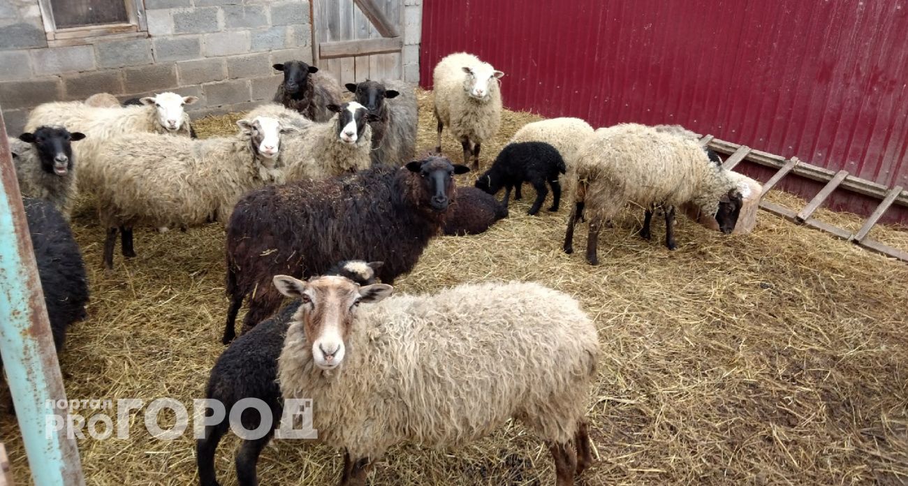 Цена за килограмм: овцеводы Чувашии получат субсидию