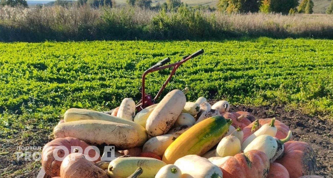 Жителей Чувашии предупреждают о заморозках на почве