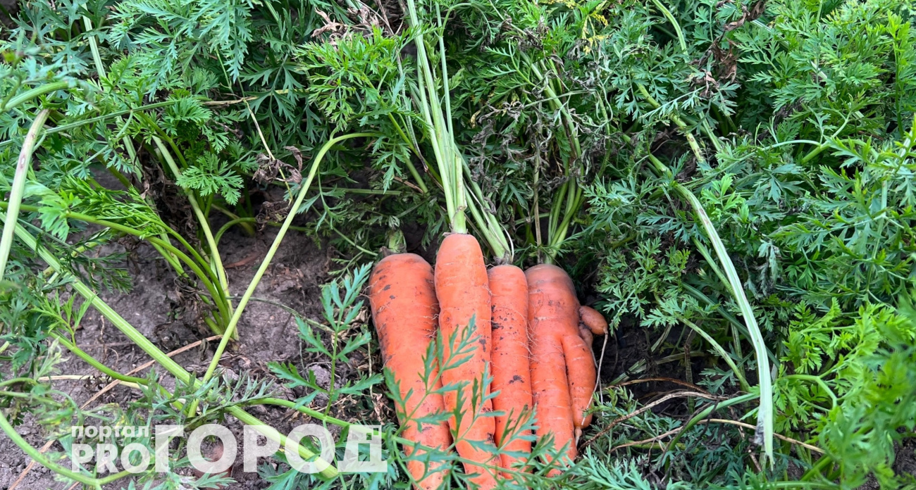 Так делали еще в СССР: как хранить морковь до весны без единой гнили - работает безупречно