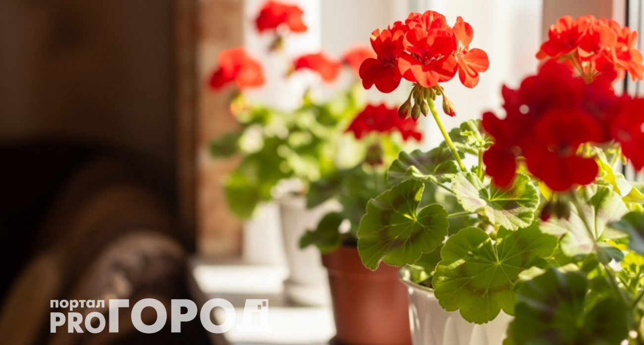 Положите засушенные цветки герани в карман и вскоре выйдете замуж: рабочие приметы с растением