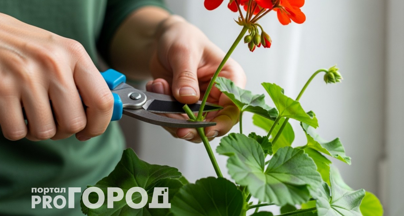 Обрезаю комнатную герань по правилу 3-5-7: за месяц получаю пышный куст без единого вытянутого стебля
