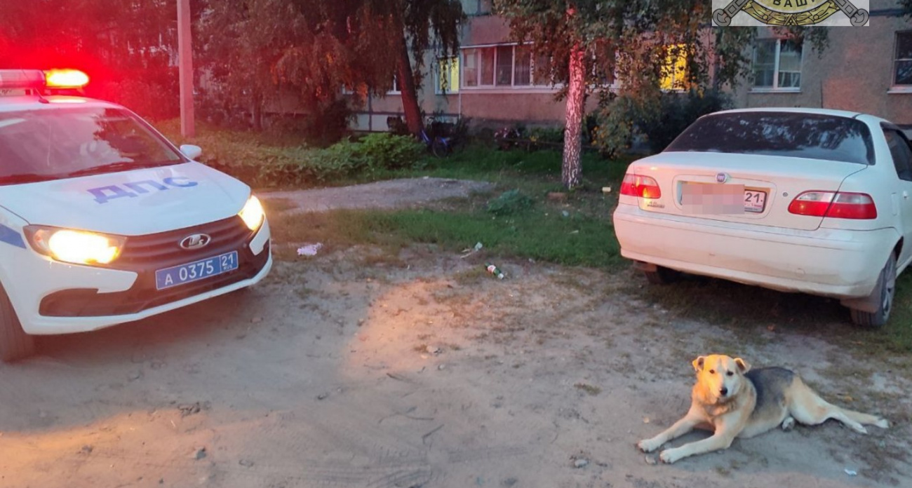 Житель Чувашии помог задержать пьяного водителя, наблюдая за ним до приезда ГАИ