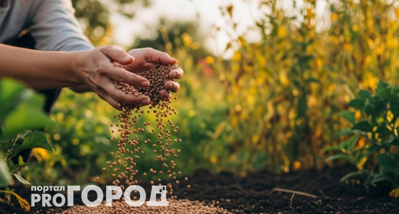 Раскидываю одну пачку этой копеечной крупы по грядкам: земля становится пуховой как чернозем