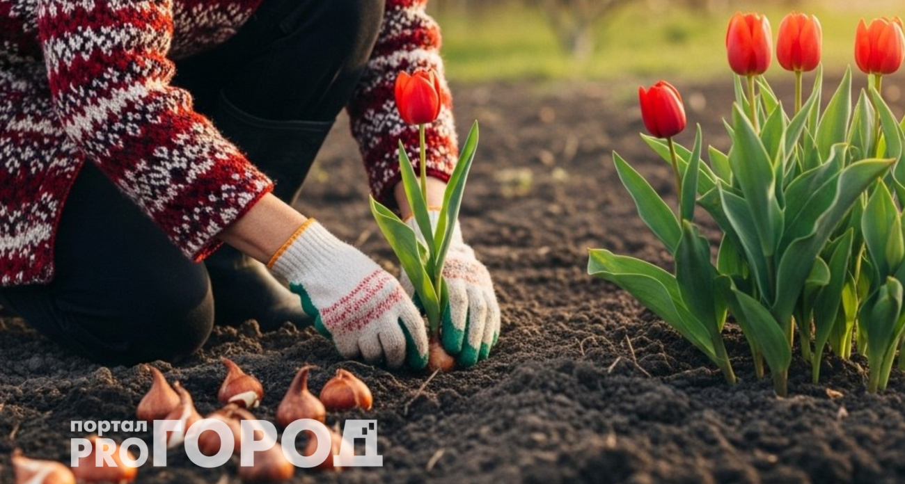 Сажаю тюльпаны по осени: весной получаю целую поляну ярких и пышных цветов
