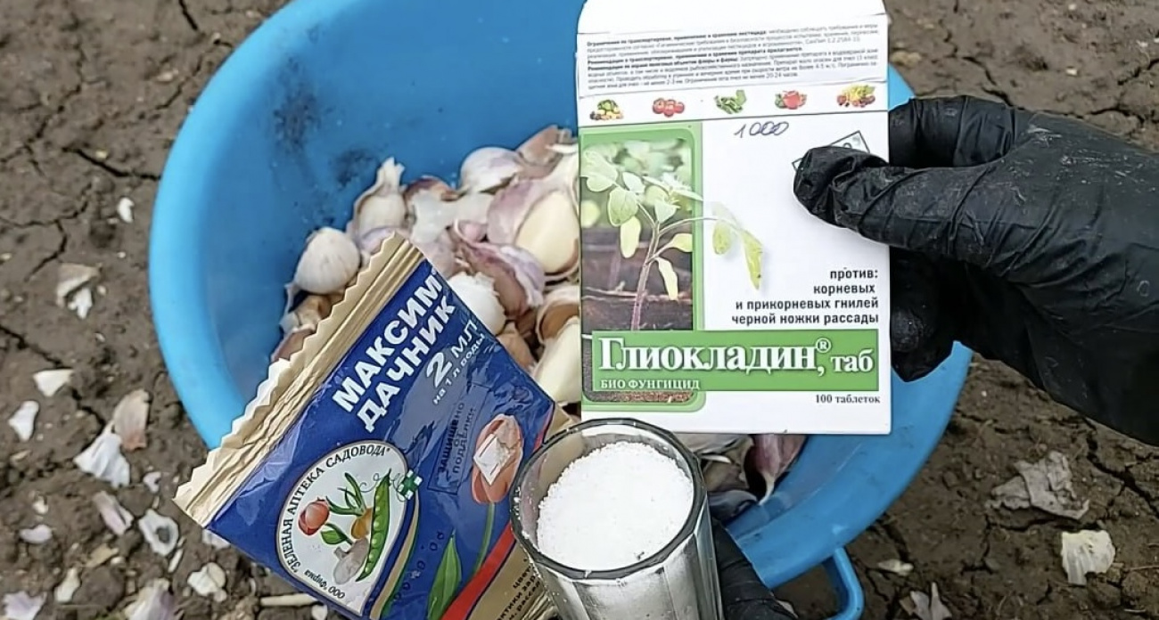 Не верила пока не попробовала: сажаю чеснок по осени – весной получаю головки с кулак