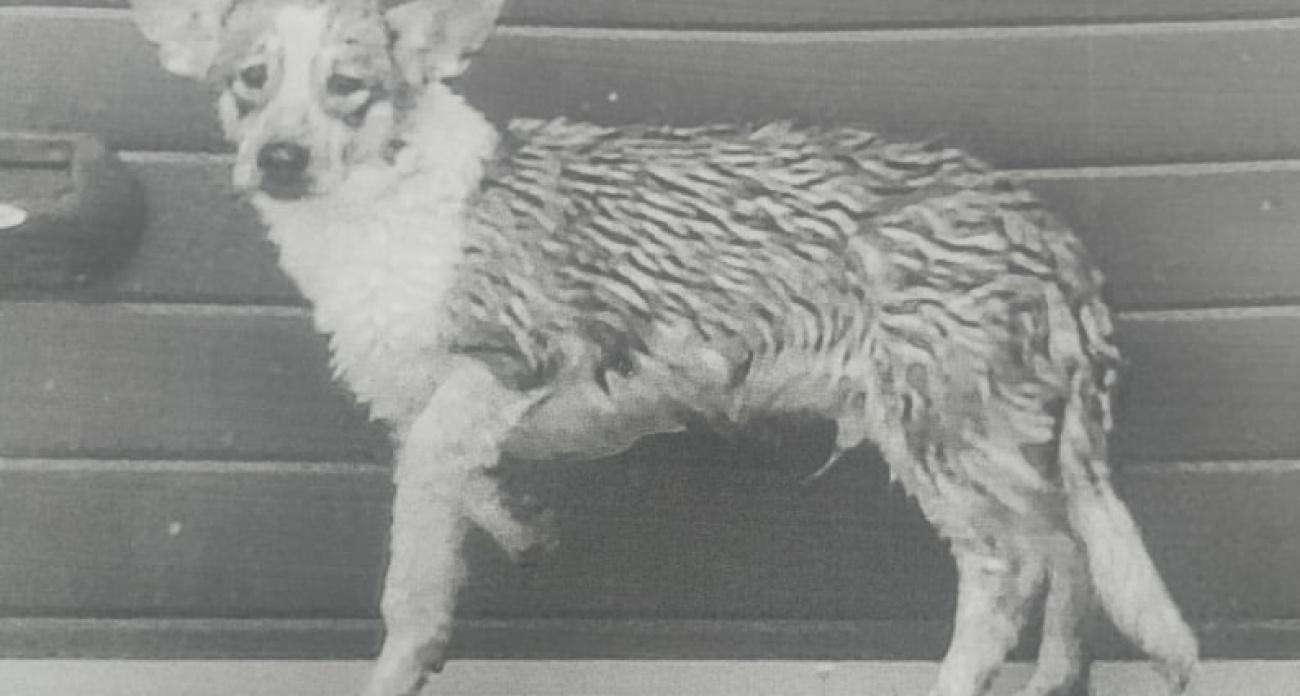 Жительница Чувашии, которая топила в реке щенков, ответила за свой поступок на суде